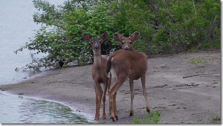 “Deer,