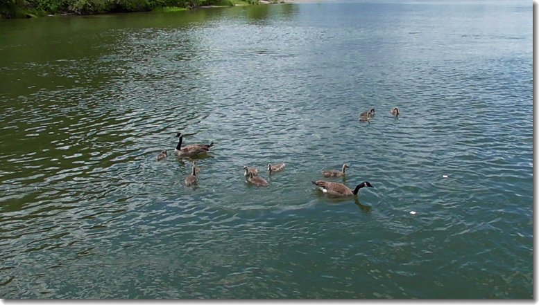 “Geese,