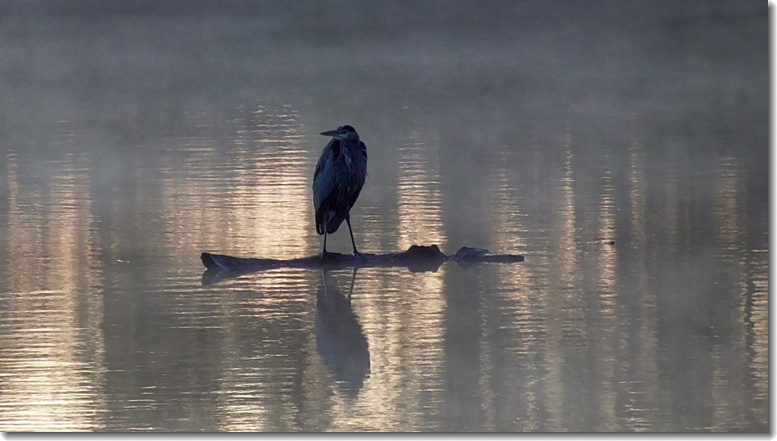 “Heron,