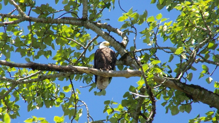 Bald Eagle roosting, July 1st, 2009
