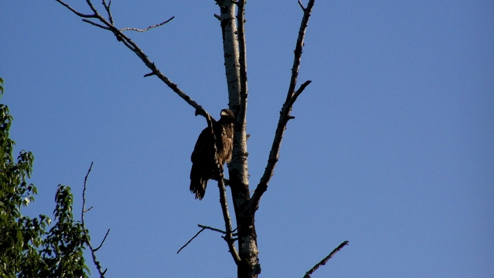 Golden Eagle, May 24th, 2009