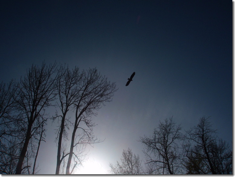 Golden Eagle, March 20th, 2010