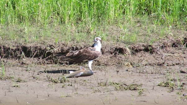 Osprey with a fish too big, July 23rd, 2009