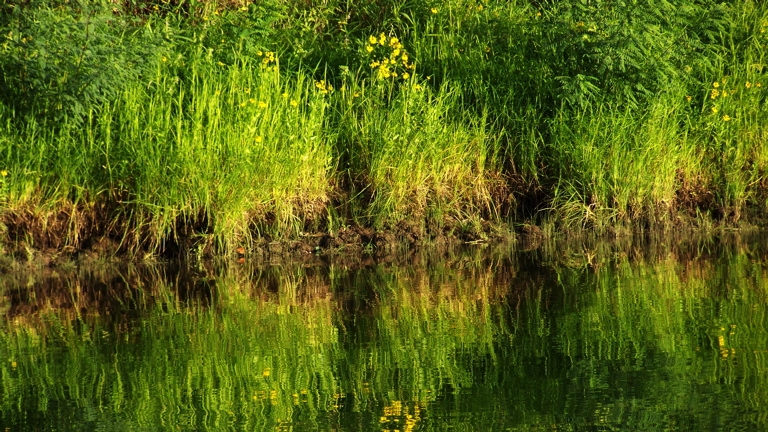 Striped grassy shore, September 7th, 2009
