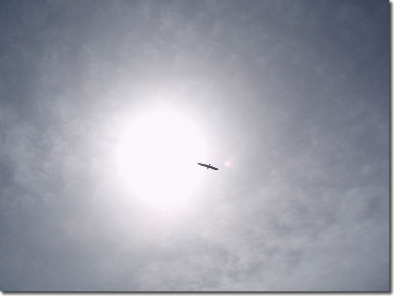 Osprey, April 6th, 2010