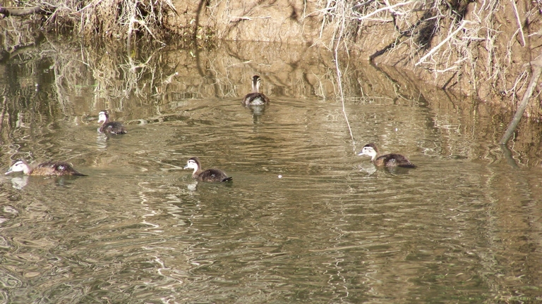 Wood Duck chicks, July 2nd, 2009